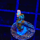 TSA Rose Bloom Acropora Coral