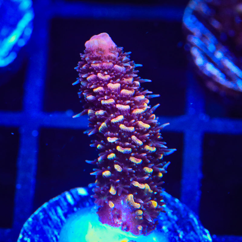 TSA Orange Matrix Acropora Coral