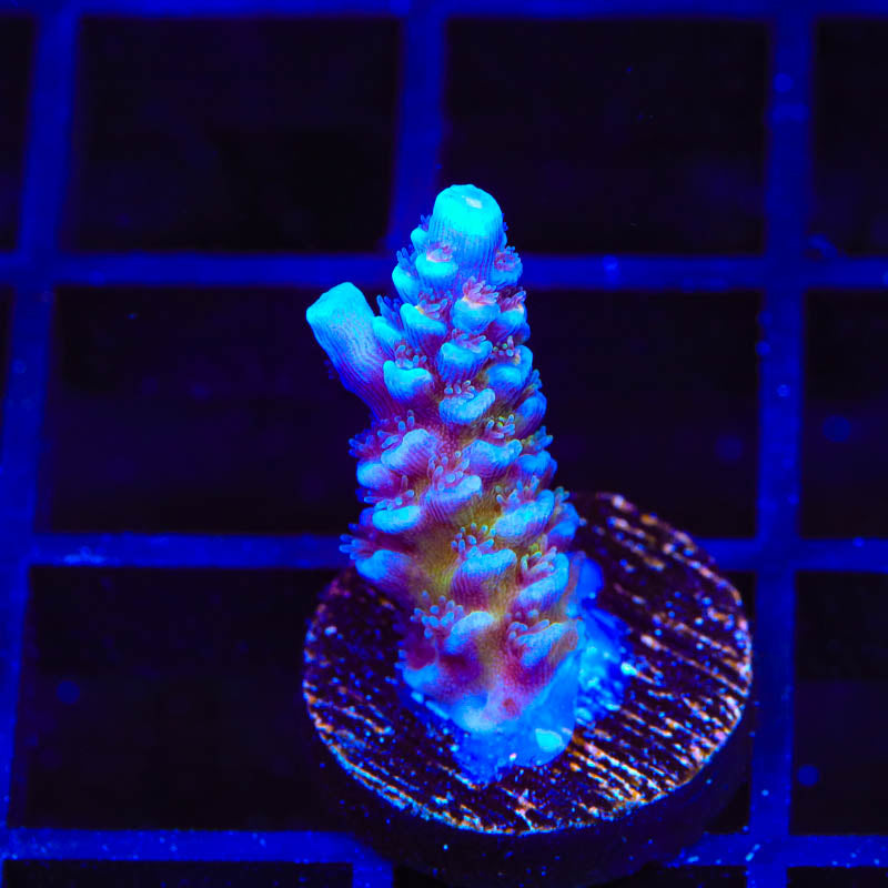 JF Jolt Acropora Coral