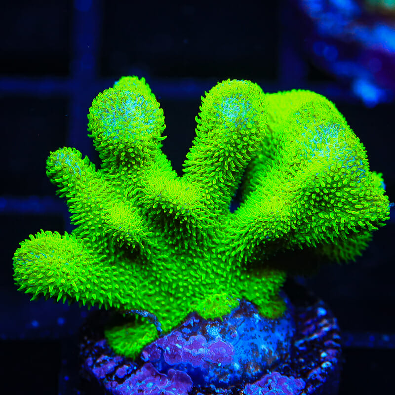 Kelly Green Psammocora Coral