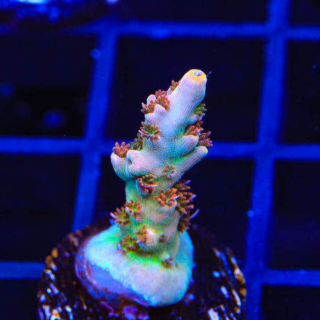 TSA Colt 45 Acropora Coral