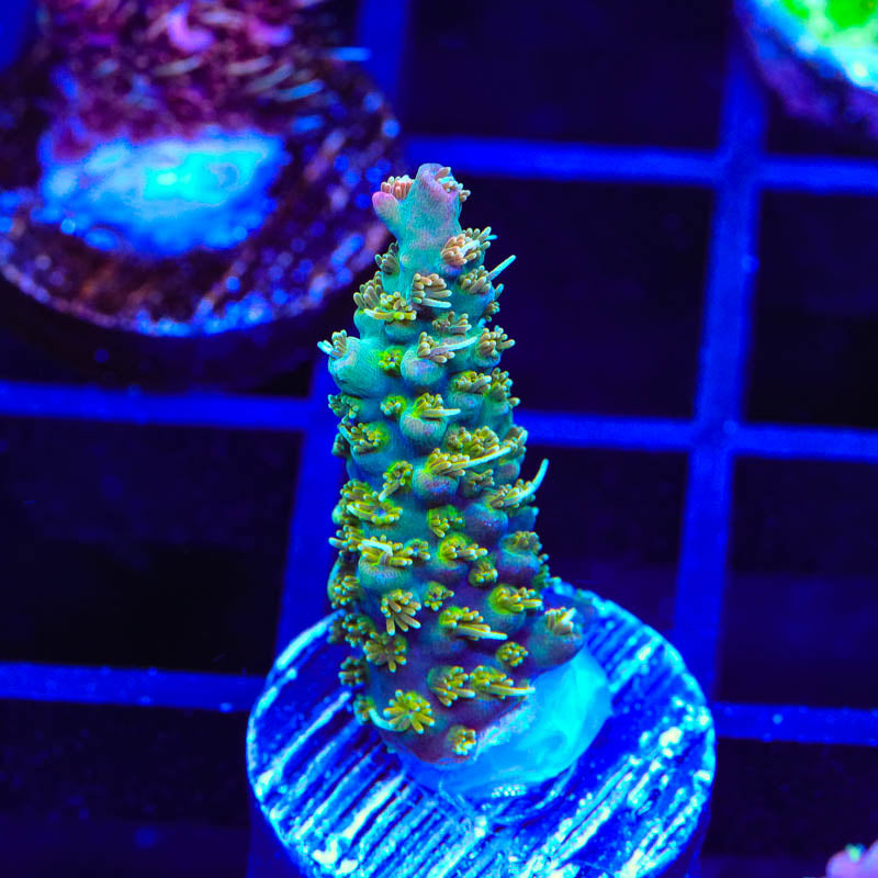 TSA Sasquatch Acropora Coral - Top Shelf Aquatics