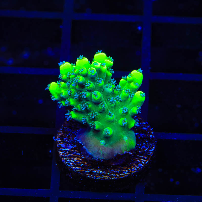 TSA Pineapple Juice Acropora Coral