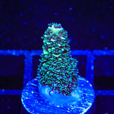 TSA Aqua Matrix Spath Acropora Coral