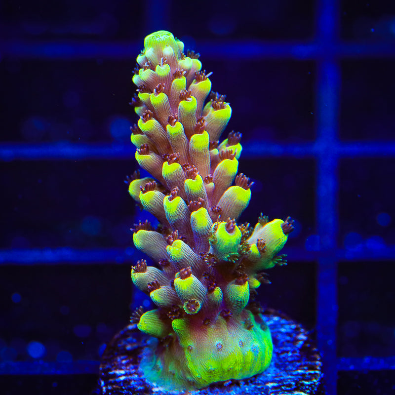 TGC Red Cadillac Acropora Coral