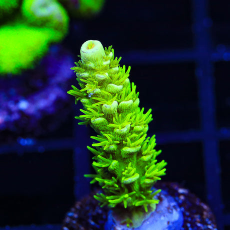 TSA The Banger Acropora Coral