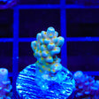 TSA Goliath Acropora Coral
