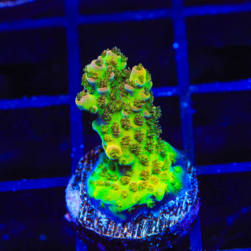 PC Superman Acropora Coral