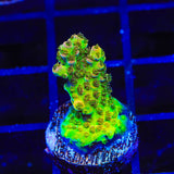 PC Superman Table Acropora Coral