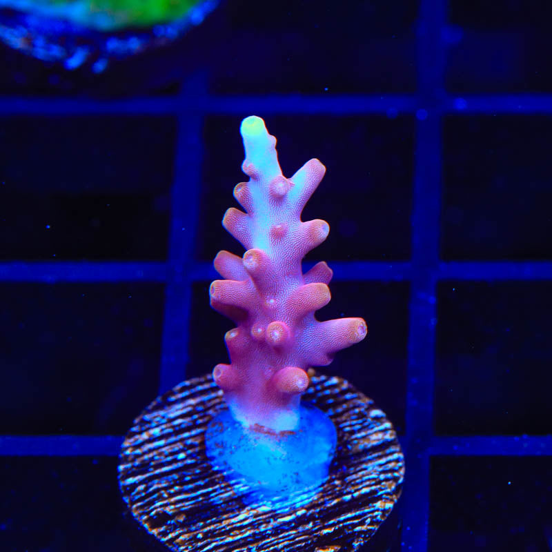 TSA Fire Dragon Acropora Coral