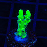 TSA Pineapple Juice Acropora Coral