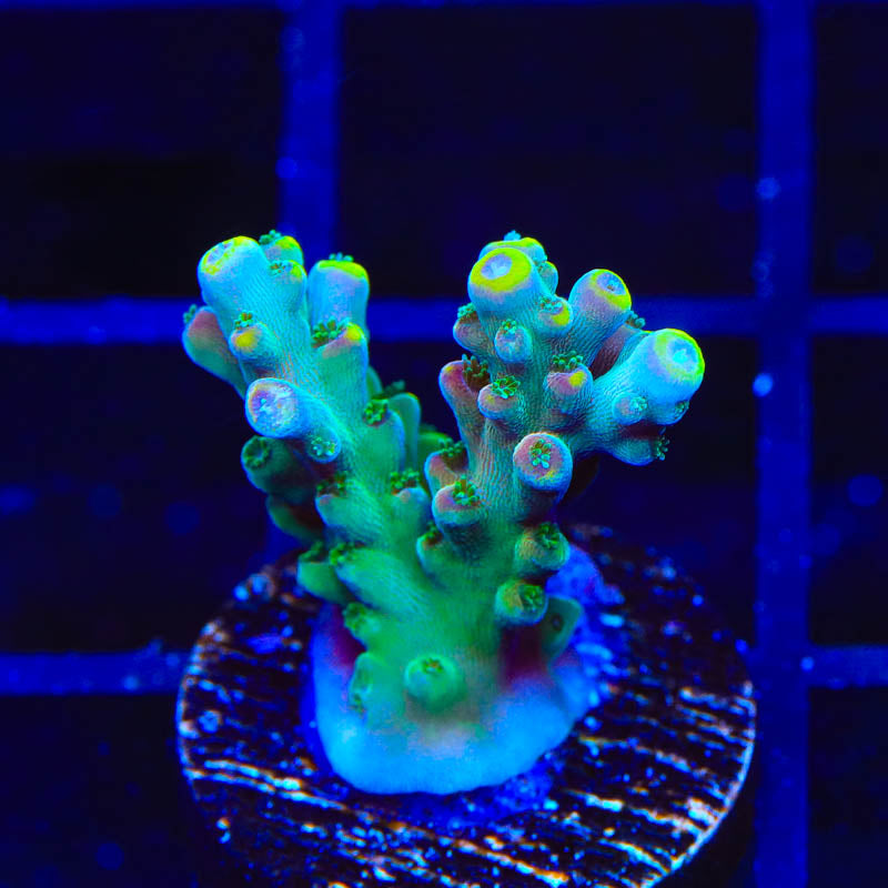 TSA Bollywood Acropora Coral