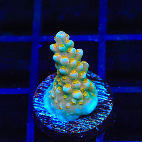 TSA Goliath Acropora Coral