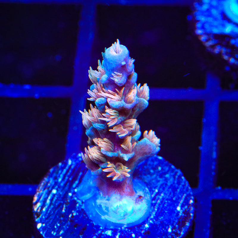 TSA Tsunami Acropora Coral