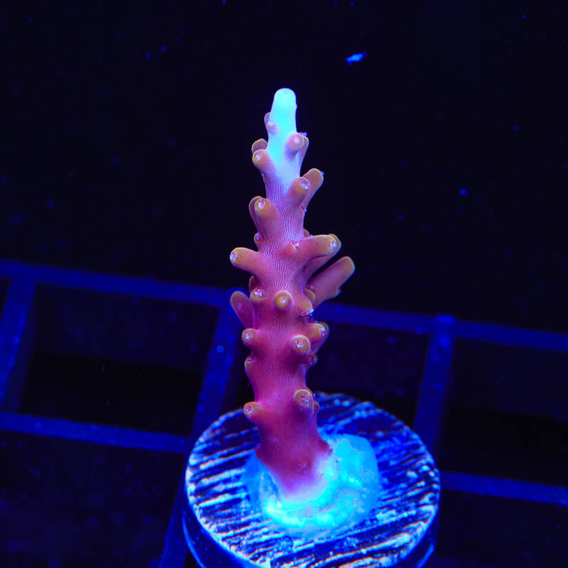 TSA Fire Dragon Acropora Coral