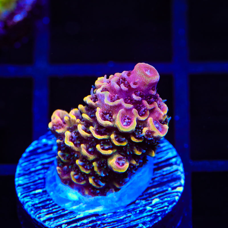 TSA Orange Matrix Acropora Coral