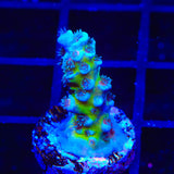 JF Jolt Acropora Coral