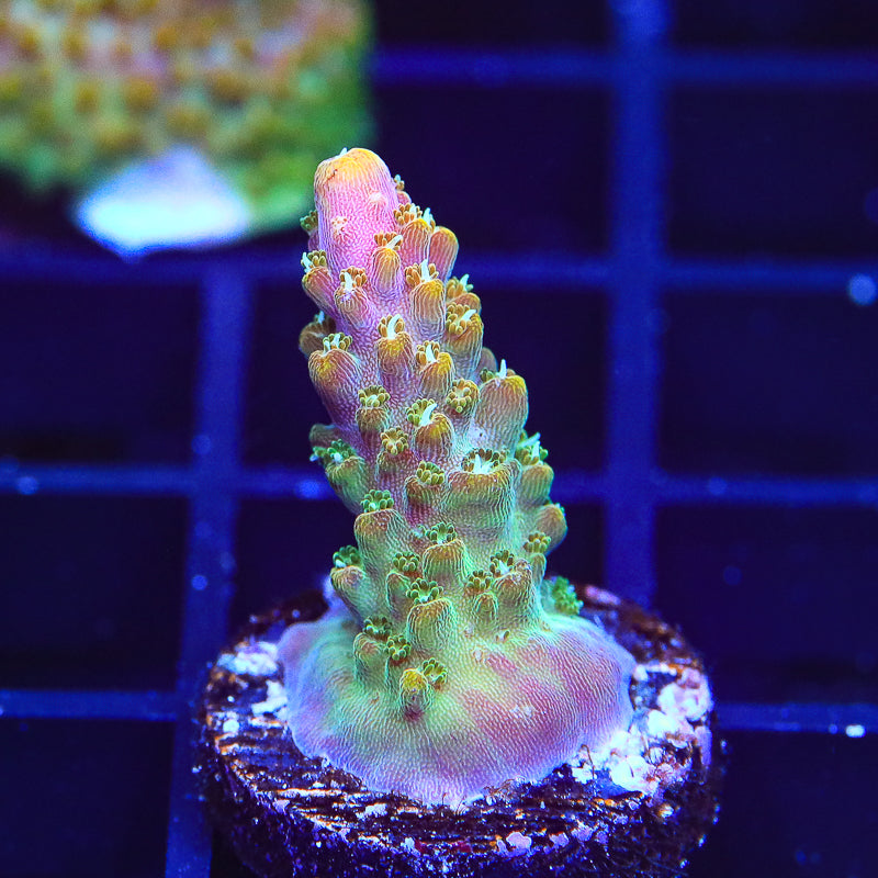 JF Shocktart Acropora Coral