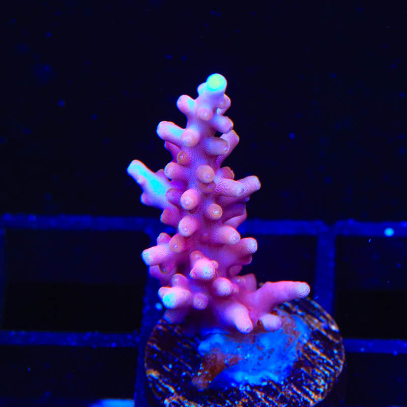 TSA Fire Dragon Acropora Coral
