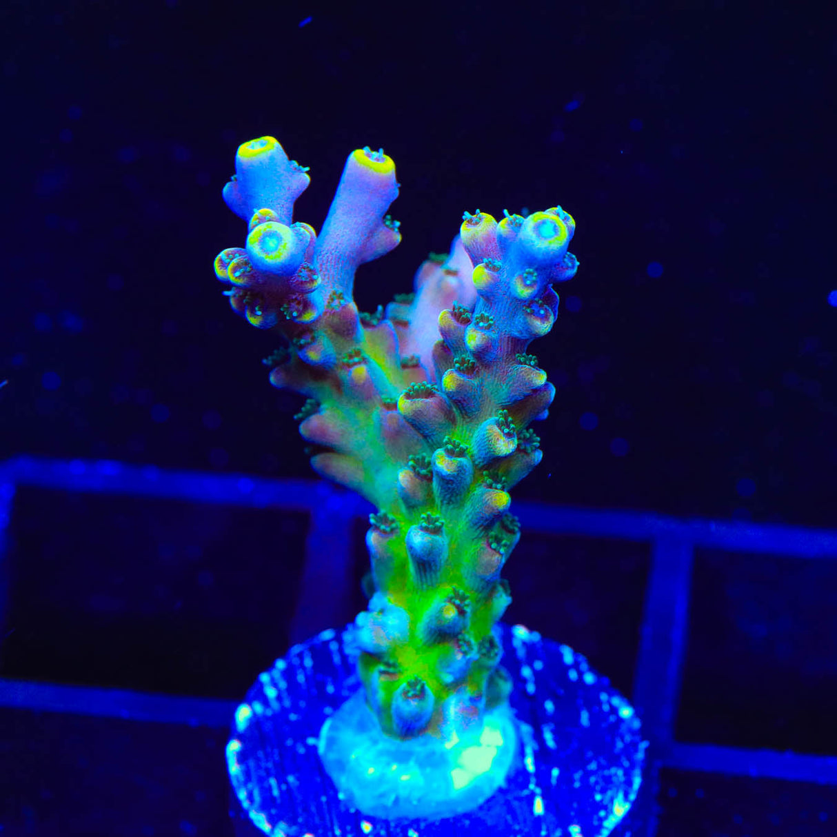 TSA Bollywood Acropora Coral