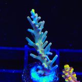 TSA Neon Nectar Acropora Coral