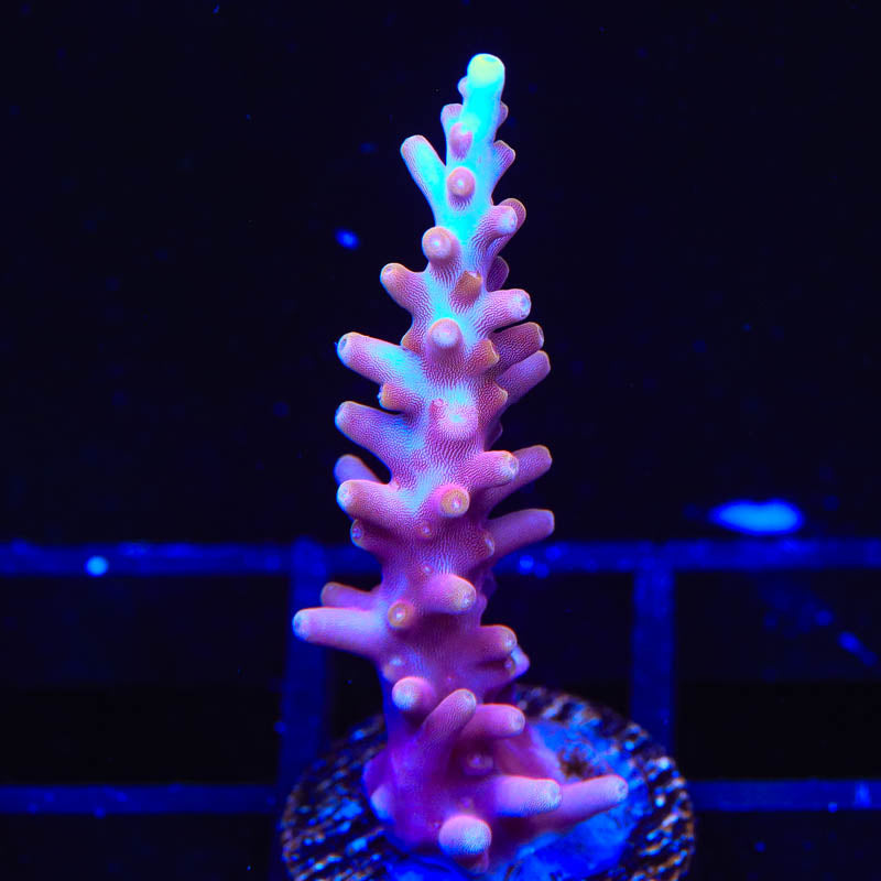 TSA Fire Dragon Acropora Coral