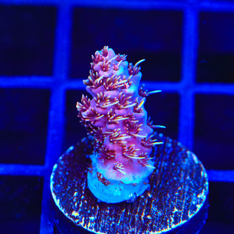 TSA Bo Katan Acropora Coral