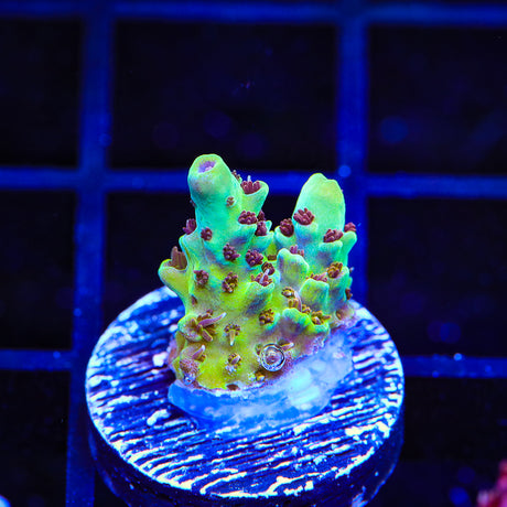 TSA Melonball Acropora Coral