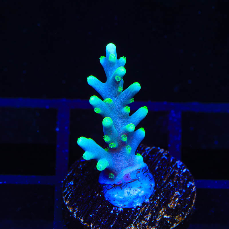 TSA Green Dragon Acropora Coral