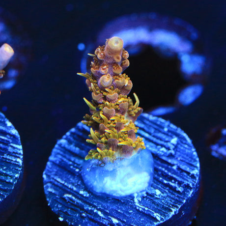 CC Voodoo Majic Acropora Coral - Top Shelf Aquatics