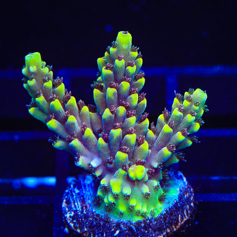 TGC Red Cadillac Acropora Coral