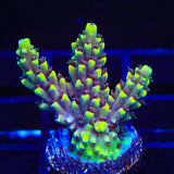 TGC Red Cadillac Acropora Coral