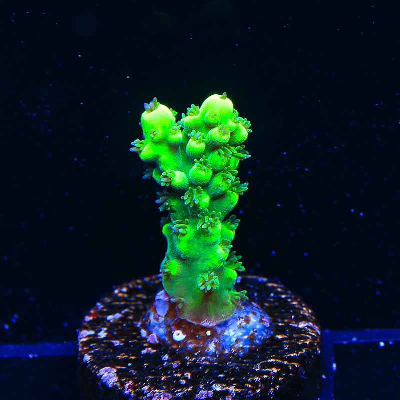 TSA Pineapple Juice Acropora Coral