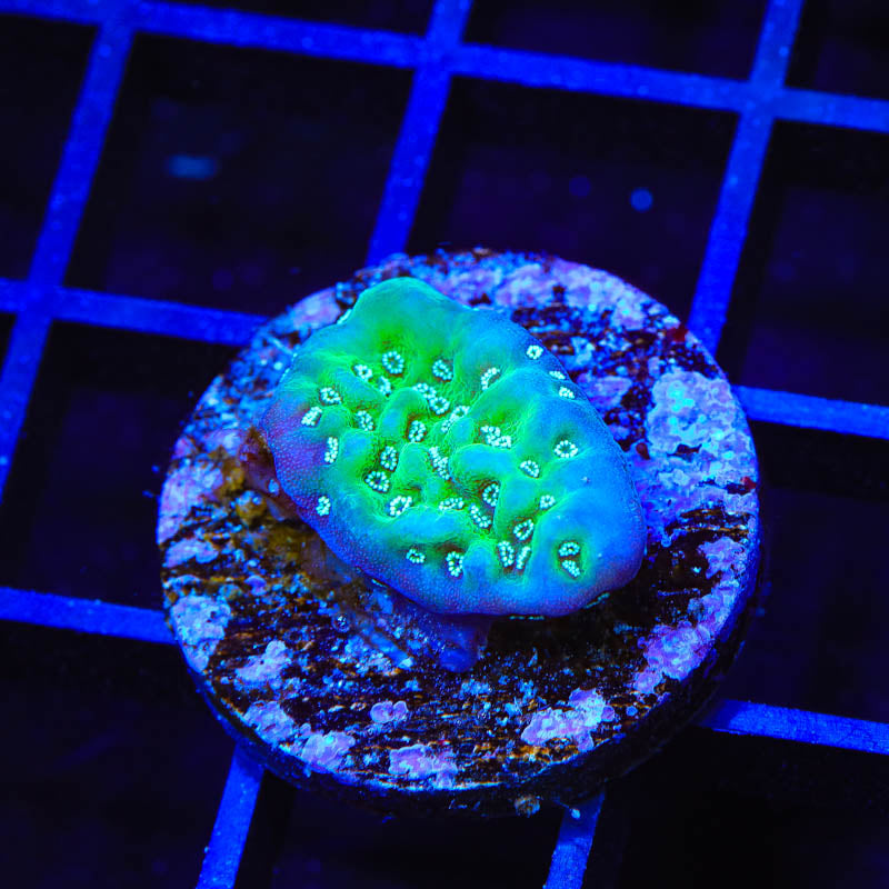 TSA Plutonium Palawanensis Montipora Coral - Top Shelf Aquatics