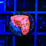 JF Silver Bullet Montipora Coral - Top Shelf Aquatics