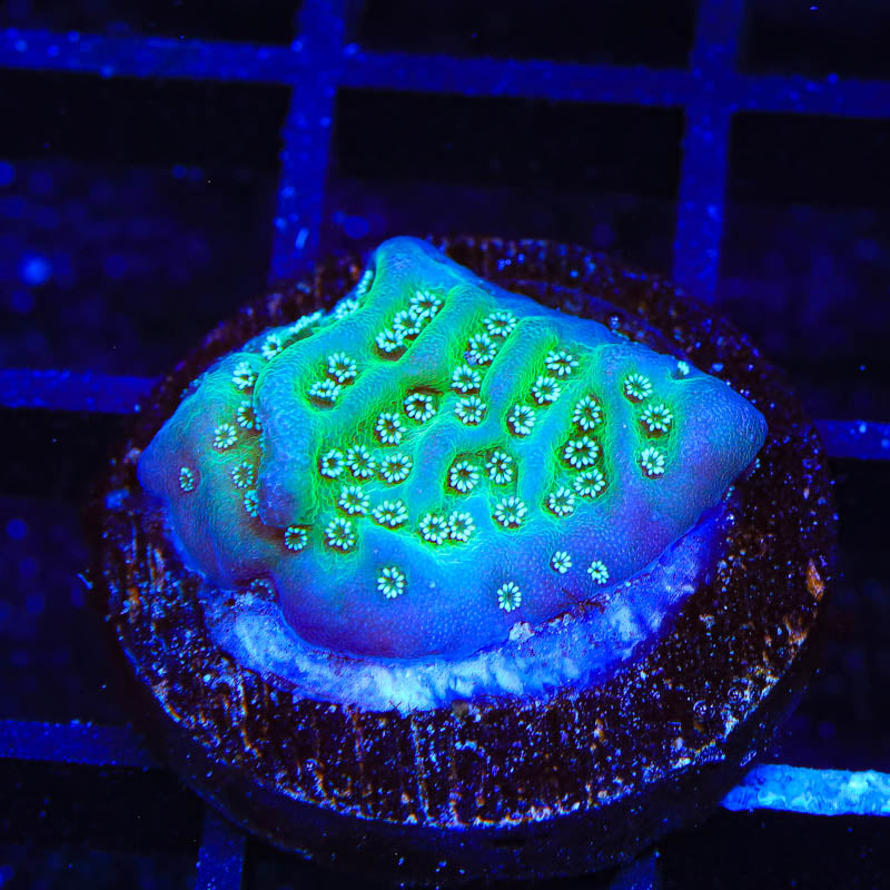 TSA Aqua Rim Montipora Coral