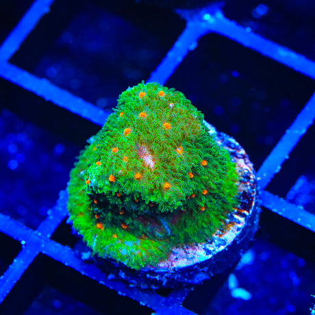 Superstitious Psammocora Coral