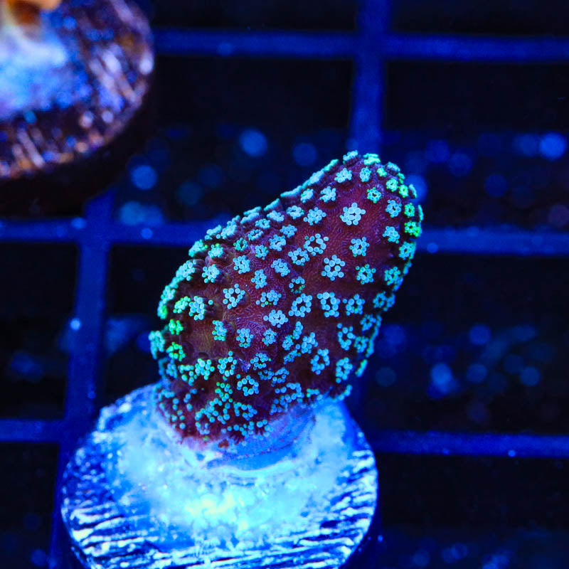 ORA Stellar Stylophora Coral