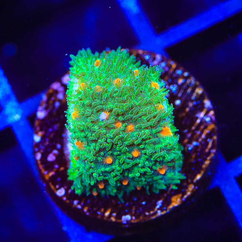 Superstitious Psammocora Coral