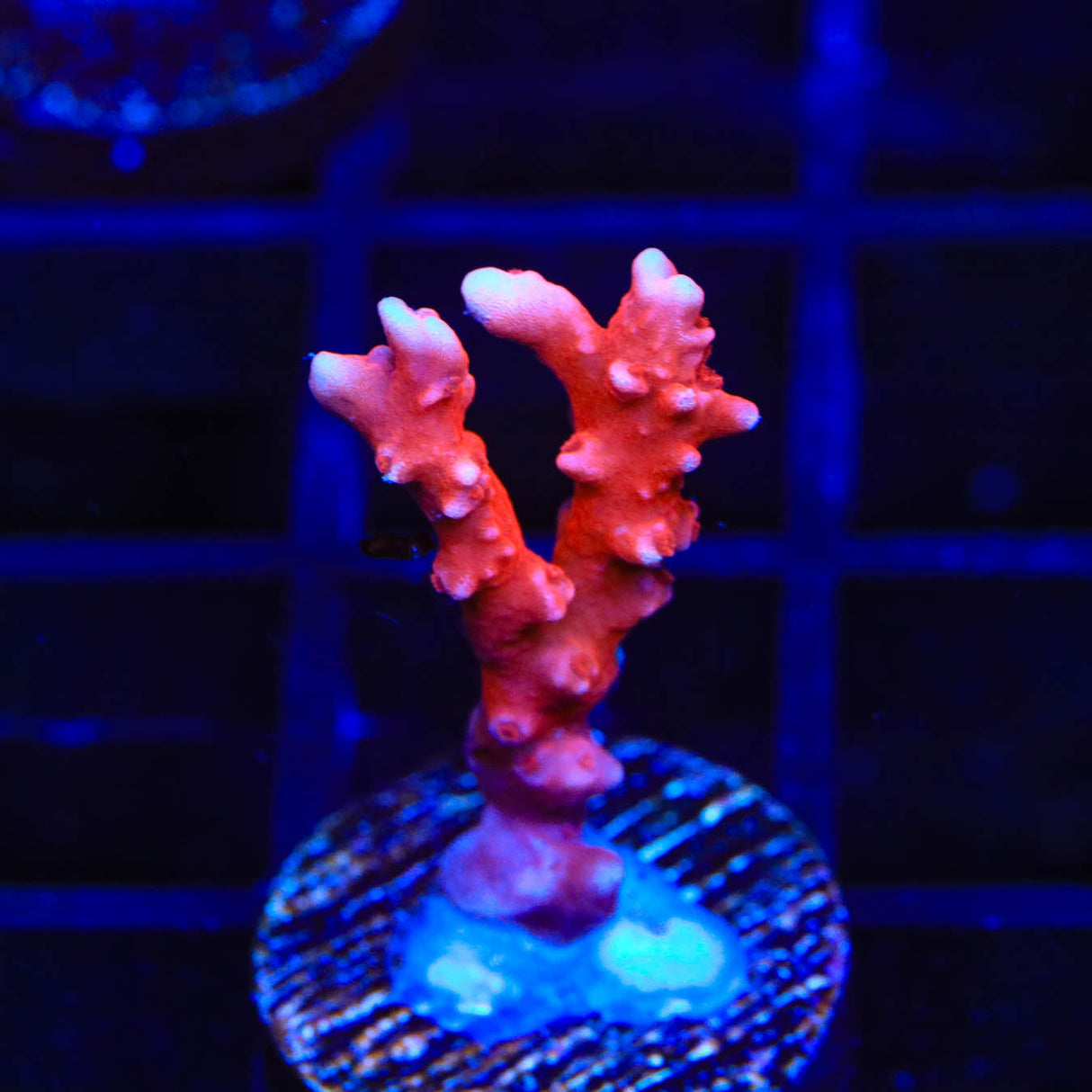 JF TNT Anacropora Coral