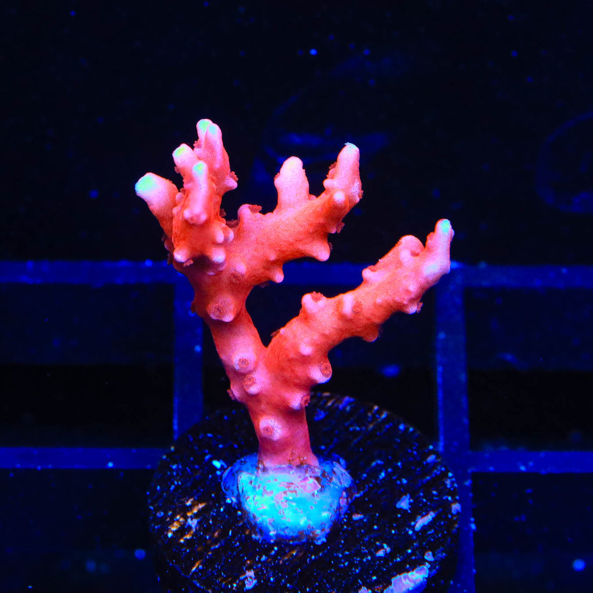 JF TNT Anacropora Coral – Top Shelf Aquatics