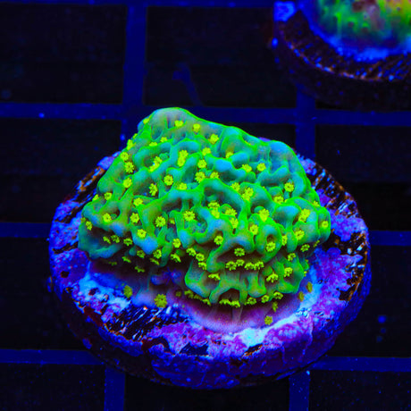 JF Frankie's Hot Pink Rim Montipora Cap Coral (Almost WYSIWYG) - Top Shelf Aquatics