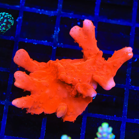 Red Setosa Montipora Coral