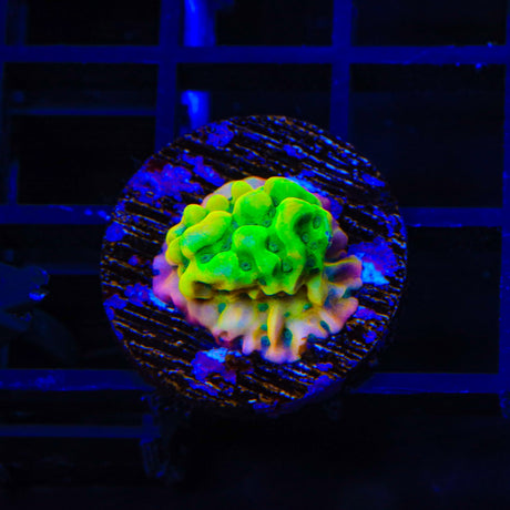 JF Beach Bum Montipora Coral