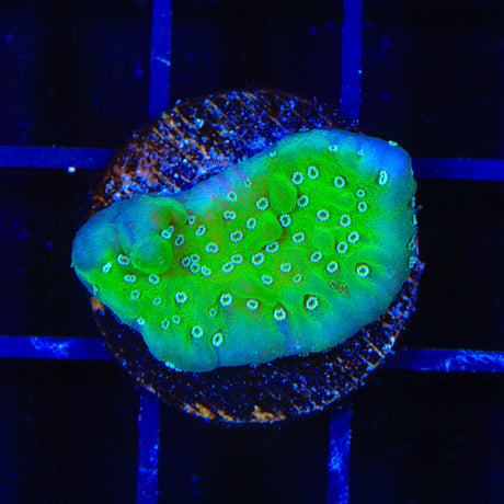 TSA Aqua Rim Montipora Coral