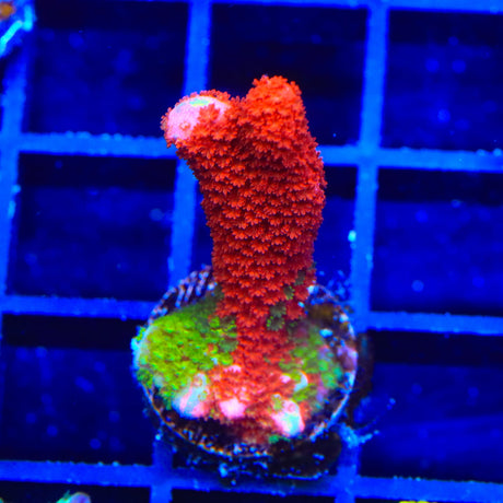 WWC Contraband Grafted Digitata Montipora Coral