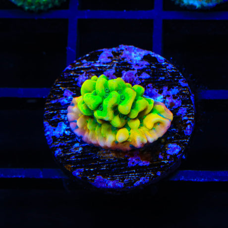 JF Beach Bum Montipora Coral