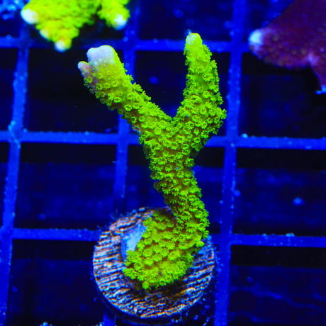 Neon Green Digitata Montipora Coral