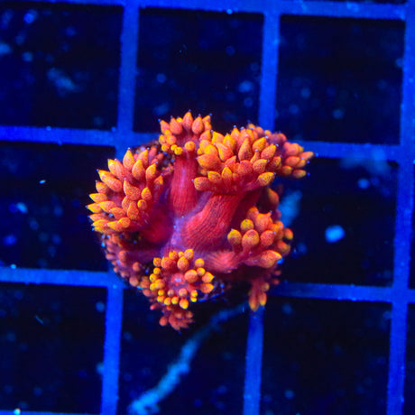 TSA Death Razor Goniopora Coral