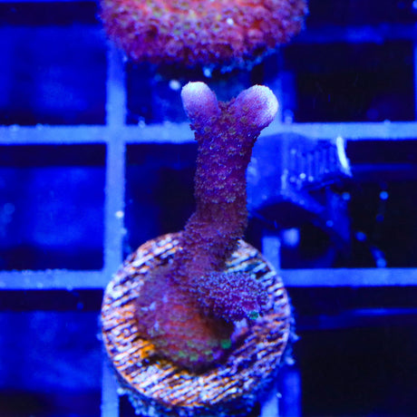 ORA German Blue Digitata Montipora Coral